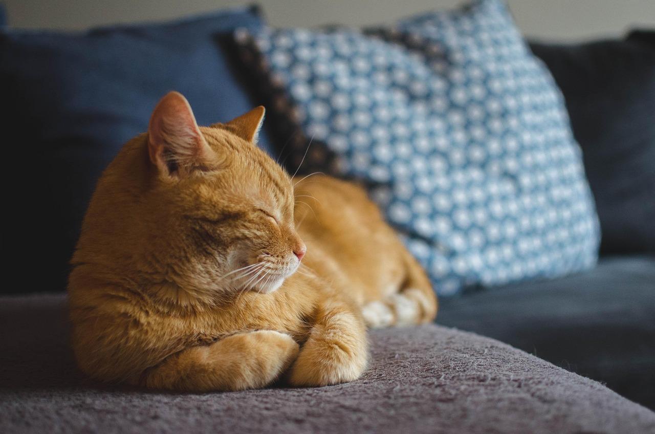 A cat is the best all natural pest control for rodents.
